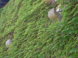 zoom sur deux corbeaux sur le mur nord de l’abbatiale.